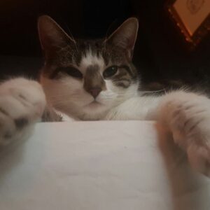 Sophia di Martino Instagram - Today we said goodbye to the greediest, most stubborn, most incredibly cuddly cat I’ve ever met. We are heartbroken and will miss you very much, Dora. Sunbathe in peace little chunk. We love you. ♥️