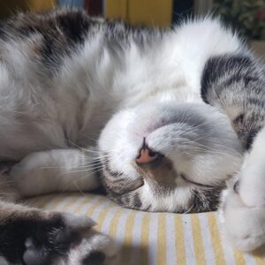 Sophia di Martino Instagram - Today we said goodbye to the greediest, most stubborn, most incredibly cuddly cat I’ve ever met. We are heartbroken and will miss you very much, Dora. Sunbathe in peace little chunk. We love you. ♥️