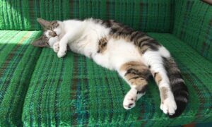 Sophia di Martino Instagram - Today we said goodbye to the greediest, most stubborn, most incredibly cuddly cat I’ve ever met. We are heartbroken and will miss you very much, Dora. Sunbathe in peace little chunk. We love you. ♥️