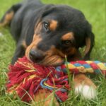 Sophie Lloyd Instagram - Please welcome our gorgeous boy Kobe to the family! Kobe was abandoned with his mum and siblings in Ireland and taken into the care of @dogstrust_cumbria , after hearing his story we drove up to meet him and fell in love so we adopted him the same day! 🖤 He’s the most perfect pup and has so much love to give, We’re so excited for all the adventures we’ll go on and memories we’ll make together. Thankyou so much to @dogstrust for saving Kobe and bringing us together 💛 #dogstrust #dogstrustdog #dogsofinstagram #puppy #puppylove