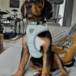 Sophie Lloyd Instagram - Please welcome our gorgeous boy Kobe to the family! Kobe was abandoned with his mum and siblings in Ireland and taken into the care of @dogstrust_cumbria , after hearing his story we drove up to meet him and fell in love so we adopted him the same day! 🖤 He’s the most perfect pup and has so much love to give, We’re so excited for all the adventures we’ll go on and memories we’ll make together. Thankyou so much to @dogstrust for saving Kobe and bringing us together 💛 #dogstrust #dogstrustdog #dogsofinstagram #puppy #puppylove