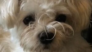 Sophie Marceau Instagram - "LES DENTS DE LEETCHI" 🐶 Bonne année à tous !!
Prenons soin de ceux qu'on aime et des autres, de notre terre et du vivant !
Love 2017
