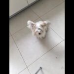 Sophie Marceau Instagram - 4ème et dernier épisode : SP.A.DOPTEZ ! Un chien de traîneau, quand il y aura plus d essence ça pourra servir 😜 !
