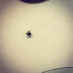 Sophie Marceau Instagram - Un petit truc pour ne plus avoir peur des araignées...! En acheter une grosse en plastique qu on laisse traîner au hasard! 😱😱😱