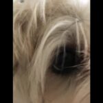 Sophie Marceau Instagram - Je vous présente Lee-tchi, petite chienne adoptée de la @la_spa !! Un ange tombé du ciel 🐾 🙏