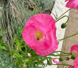 Stana Katic Instagram - I’m having a Poppy Sunday. 
#Howboutchu ?
#GonnaGoDrinkSomeAshwagandhaCacaoToMakeItEvenBetter… #AsIfThatWasPossible
#HippyDippyDooooo 🤪