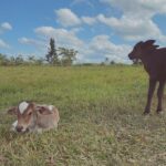 Stefany Vaz Instagram - ei! é maria cláudia 🐮♥︎
