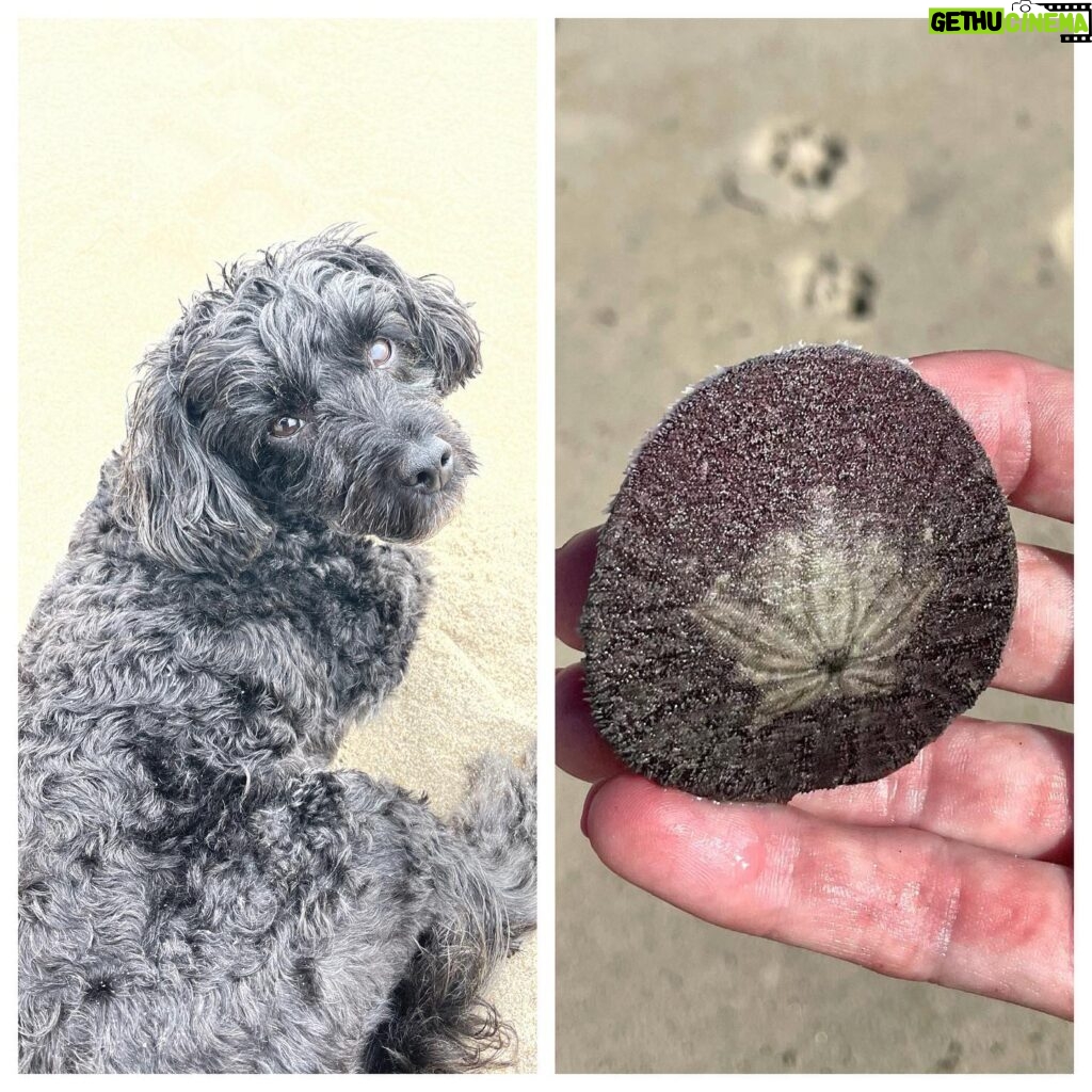 Stephanie Pratt Instagram - Rabbit. Rabbit. Rabbit! Best luck 🍀 for a healthy September to all of you❤️ I just found the most BEAUTIFUL Sand Dollar!!!! 😍😍😍 WOW 🤩 ( I swear saying rabbit,rabbit,rabbit out loud brings you good luck today) 💖