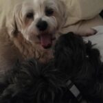 Stephanie Pratt Instagram – We lost our best friend Charlie in 2023. When I play old videos of them playing, max cries and paws at my phone. Charlie was the absolute sweetest dog. On Christmas morning 2022 he woke up completely blind. His last year on earth was absolutely miserable for all of us… he was so strong. And we kept him as happy as possible until he left us for doggy heaven. All of our hearts are still broken. Hopefully 2024 brings more peace. 🐾🐾🐾😇