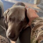 Steve Austin Instagram – Coffee with Moolah. 

#dogsofinstagram #dog #doglover 
#labrador #silverlab #coffee #goodmorning #brokenskullranch