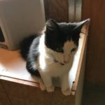 Steve Austin Instagram - Baby Pancho #tbt #cat #catsofinstagram