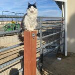Steve Austin Instagram - Pancho. #cat #cats #catsofinstagram