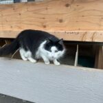 Steve Austin Instagram - Pancho. #cat #cats #catsofinstagram