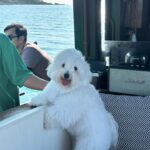 Supassra Thanachat Instagram - 🐶🚤🌊 Boat rental service through @yachtmethailand @lefongarkad 🚤✨