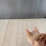 Susan Sarandon Instagram - New door. New boundaries. Unhappy Cat