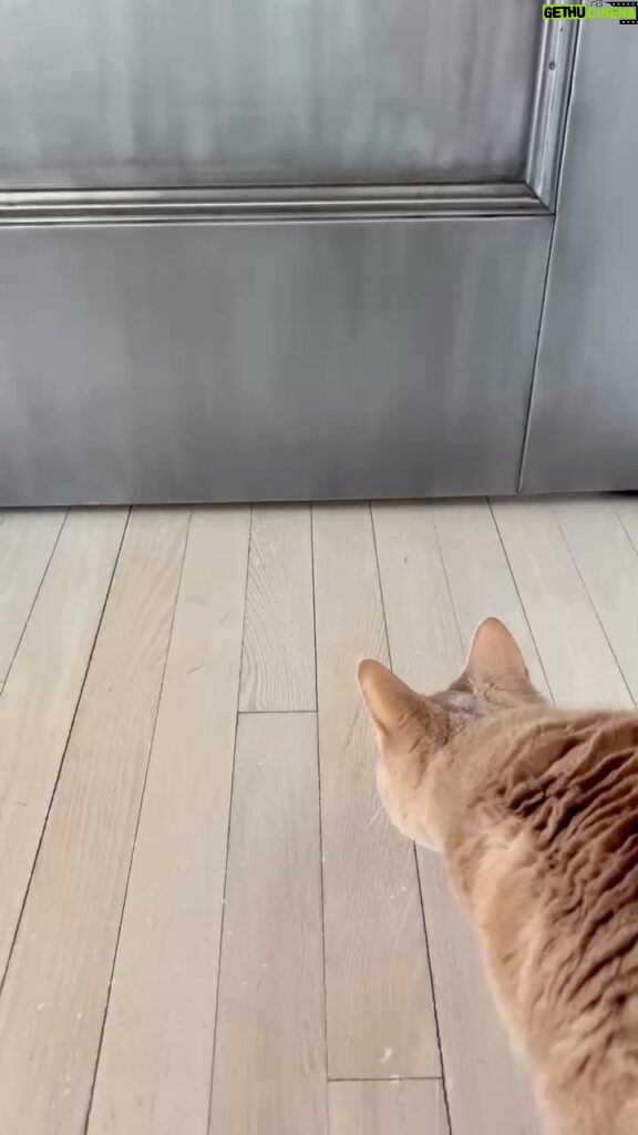 Susan Sarandon Instagram - New door. New boundaries. Unhappy Cat