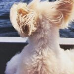 Susan Sarandon Instagram - Maine 🐶