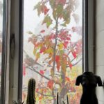 Susan Sarandon Instagram - Morning on this foggy day