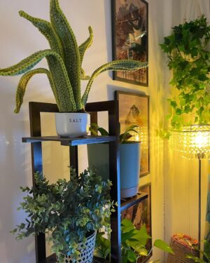 Sutton Foster Instagram - A special crocheted house plant for the one and only Julien Havard!

❤️  🧶=🪴!

I used Lion Brand yarn! 
Pattern by Emma Varnam!

@wantsomejulien 
@lionbrandyarn 
@emmavarnam 

#crochet #crochetersofinstagram #crochetaddict #crochetlove #crocheteveryday