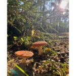 Svetlana Khodchenkova Instagram - 🍂🍄