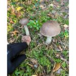 Svetlana Khodchenkova Instagram - 🍂🍄