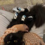Sweet Qismina Instagram - Lisa kesayangan kakak, I have never met a cat like you 🖤 Bila malam nak tidur kena hisap jari, Bila malam nak tidur duduk atas muka, Bila malam bising cari kita macam kita la Ibu dia. Bila dah besar dari jauh panggil mesti terus lari datang ke kita. Bila sakit tak pernah pun dengar suara, diam je. Bila nak sayang selalu pandang atas nak laga hidung. People called you hitam, tak lawa, but you are the prettiest and youngest princess in our family 👸🏻 Lisa, tak sangka in just less than 2 years kita kenal, Allah amik awak hari ni. Baru semalam kakak hug awak. Baru semalam kakak kiss awak. Baru semalam kakak menari dengan awak. Rindu tu menyakitkan. Jaga diri adik kakak. Kakak sayang awak. January 2022 - September 2023 🐱🖤