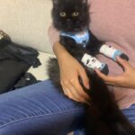 Sweet Qismina Instagram - Lisa kesayangan kakak, I have never met a cat like you 🖤 Bila malam nak tidur kena hisap jari, Bila malam nak tidur duduk atas muka, Bila malam bising cari kita macam kita la Ibu dia. Bila dah besar dari jauh panggil mesti terus lari datang ke kita. Bila sakit tak pernah pun dengar suara, diam je. Bila nak sayang selalu pandang atas nak laga hidung. People called you hitam, tak lawa, but you are the prettiest and youngest princess in our family 👸🏻 Lisa, tak sangka in just less than 2 years kita kenal, Allah amik awak hari ni. Baru semalam kakak hug awak. Baru semalam kakak kiss awak. Baru semalam kakak menari dengan awak. Rindu tu menyakitkan. Jaga diri adik kakak. Kakak sayang awak. January 2022 - September 2023 🐱🖤