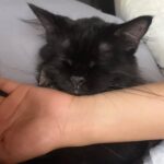 Sweet Qismina Instagram - Lisa kesayangan kakak, I have never met a cat like you 🖤 Bila malam nak tidur kena hisap jari, Bila malam nak tidur duduk atas muka, Bila malam bising cari kita macam kita la Ibu dia. Bila dah besar dari jauh panggil mesti terus lari datang ke kita. Bila sakit tak pernah pun dengar suara, diam je. Bila nak sayang selalu pandang atas nak laga hidung. People called you hitam, tak lawa, but you are the prettiest and youngest princess in our family 👸🏻 Lisa, tak sangka in just less than 2 years kita kenal, Allah amik awak hari ni. Baru semalam kakak hug awak. Baru semalam kakak kiss awak. Baru semalam kakak menari dengan awak. Rindu tu menyakitkan. Jaga diri adik kakak. Kakak sayang awak. January 2022 - September 2023 🐱🖤