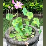 Tamara Bleszynski Instagram - Ku lihat kamu! Iya kulihat kamu bunga, walau kamu bersembunyi dibalik sudut kolam dan di tengah2 kesibukanku yg padat. Ku lihat kamu hari ini! Kamu begitu indah. Pertemuan kita memanglah singkat..seperti hidupmu dan hidupku juga. Terima kasih yah telah hadir dan mengingatkan ku utk bersyukur di kehidupan sementara ini. Terima kasih Ya Allah. Terima kasih Semesta Ku akan sapa kamu lagi besok pagi yahh…tapi bila kamu sdh tiada… Kusimpan kamu dalam memoriku, bahwa hidup ini adalah Singkat. 🪷 Tamara Bleszynski 15.1.2024 Bali Indonesia #nomudnolotus