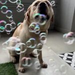 Tanmay Bhat Instagram - 🐶🫧