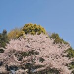 Tao Tsuchiya Instagram – .
こんばんは。
東京の桜は今週末で花吹雪を迎えそうです。
写真は、今日の現場で出会えた桜。
私は遠くから見ただけでしたが、
写真をおすそわけしてもらいました。
東京の中でも自然溢れる場所だったので
朝にはウグイスの声も…！
またぜひ行きたいと思います。
.
私は、ちょっと前に
ある役の山場を少し越えることが出来ました。
情報公開はまだまだですが
まだ撮影は残っているので
気持ちを引き締めて取り組もうと思います。
.
今日は
熊本県と大分県で大きな揺れを起こした
熊本地震の前震から、８年。
１６日未明の本震と合わせて
震度７を２回体験した方々は
言葉に表せないほどたくさんのことを
乗り越えてこられたと思います。
熊本地震での体験をもとに
能登半島地震に駆けつけていらっしゃる方々も
多いと聴きました。
.
映画『るろうに剣心』でたくさんお世話になった
くまモンたちの故郷。
末永く安全な春が続きますように…！