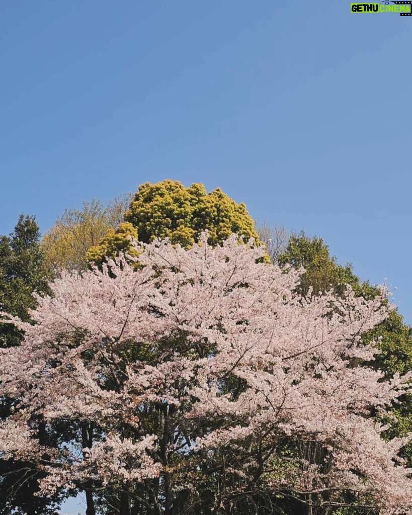 Tao Tsuchiya Instagram - . こんばんは。 東京の桜は今週末で花吹雪を迎えそうです。 写真は、今日の現場で出会えた桜。 私は遠くから見ただけでしたが、 写真をおすそわけしてもらいました。 東京の中でも自然溢れる場所だったので 朝にはウグイスの声も…！ またぜひ行きたいと思います。 . 私は、ちょっと前に ある役の山場を少し越えることが出来ました。 情報公開はまだまだですが まだ撮影は残っているので 気持ちを引き締めて取り組もうと思います。 . 今日は 熊本県と大分県で大きな揺れを起こした 熊本地震の前震から、８年。 １６日未明の本震と合わせて 震度７を２回体験した方々は 言葉に表せないほどたくさんのことを 乗り越えてこられたと思います。 熊本地震での体験をもとに 能登半島地震に駆けつけていらっしゃる方々も 多いと聴きました。 . 映画『るろうに剣心』でたくさんお世話になった くまモンたちの故郷。 末永く安全な春が続きますように…！