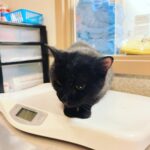 Taryn Manning Instagram - After all this time, my first rescue Thunderbird will be back in our lives 🥹 When I rescued my other animals, she was so jealous and hurt she ran away, and we couldn’t find her. It turns out she ran away to the neighbors, and they fell madly in love, and she was so much happier getting all the solo attention. So I agreed she could keep her but that I would always help with anything—vet bills, food, etc. Though I never saw her again when it became official, I missed her often and had her painting always to remember her. Today I woke to an IG message from @lizzievellozzi, who works at #palmspringsanimalshelter, that she had been found and captured by animal control 🥹 she was found so so far from my home and her new owner's home on Sept 16th. I did not realize my number had changed on her chip and that her new owner didn’t take care of that but hey, look at that. She’s a warrior, and this little cat has had a crappy beginning to live; and almost a crappy end. She's even survived a vicious coyote attack in my own front yard that my good friend @brittanynicolesalsberry woke up to and saved her! The coyote broke her jaw in half and took a massive chunk out of her neck; she barely made it that day but once again pulled through. Poor coyotes are also starving these days, so I get it, but it’s still awful. It’s been tough today to try finding her new owner, who just “loved” her so much, promised me she would take such good care of her, whose number is disconnected, and who no longer works at Kings Highway, where she worked forever. Gosh, I can’t imagine you moved and just dumped Thunderbird. 🥹 ugh, I don’t want to believe that, when she knew I was always right here…but people panic, I guess, and uh…abuse animals. I don’t tolerate animal abuse very well, but at least she's safe again. As gratifying and wonderful as rescuing animals are and have been, it’s tricky at times too😔 when they don’t gel or don’t understand that they were once the newbie too and turn on the you a cold shoulder it's 💔 Anywho… it’s been a sad but good day. Good people out there, animal found again. Oh warrior cat, when will u learn 🐈‍⬛ #rescuecat #blackcat @coachellavalleypets LOOK!!!