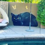 Taryn Manning Instagram - After all this time, my first rescue Thunderbird will be back in our lives 🥹 When I rescued my other animals, she was so jealous and hurt she ran away, and we couldn’t find her. It turns out she ran away to the neighbors, and they fell madly in love, and she was so much happier getting all the solo attention. So I agreed she could keep her but that I would always help with anything—vet bills, food, etc. Though I never saw her again when it became official, I missed her often and had her painting always to remember her. Today I woke to an IG message from @lizzievellozzi, who works at #palmspringsanimalshelter, that she had been found and captured by animal control 🥹 she was found so so far from my home and her new owner's home on Sept 16th. I did not realize my number had changed on her chip and that her new owner didn’t take care of that but hey, look at that. She’s a warrior, and this little cat has had a crappy beginning to live; and almost a crappy end. She's even survived a vicious coyote attack in my own front yard that my good friend @brittanynicolesalsberry woke up to and saved her! The coyote broke her jaw in half and took a massive chunk out of her neck; she barely made it that day but once again pulled through. Poor coyotes are also starving these days, so I get it, but it’s still awful. It’s been tough today to try finding her new owner, who just “loved” her so much, promised me she would take such good care of her, whose number is disconnected, and who no longer works at Kings Highway, where she worked forever. Gosh, I can’t imagine you moved and just dumped Thunderbird. 🥹 ugh, I don’t want to believe that, when she knew I was always right here…but people panic, I guess, and uh…abuse animals. I don’t tolerate animal abuse very well, but at least she's safe again. As gratifying and wonderful as rescuing animals are and have been, it’s tricky at times too😔 when they don’t gel or don’t understand that they were once the newbie too and turn on the you a cold shoulder it's 💔 Anywho… it’s been a sad but good day. Good people out there, animal found again. Oh warrior cat, when will u learn 🐈‍⬛ #rescuecat #blackcat @coachellavalleypets LOOK!!!