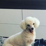 Taryn Manning Instagram - Rest In Peace my Curly. You were my last doggie of the 3 amigas, and you were such a brave girl being what you had been through and blind. I am crushed, but I am so happy I could give you a better life then you started with. I hope you’re with Penguin and Happy again. I miss you The Curl- what a gurl 😔🥺❤️ you are so loved. - thank you everyone here. 🥹 I just emerged from feeling low about happy and the curl. Lots of loss to soon. You all made me smile thank you so…