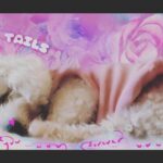 Taryn Manning Instagram - Sweet little angel R.I.P. my loving doggie. I had no idea I would lose you last night but things happen. I’m sorry. You know you gave me and so many so much joy. What a Happy dog you were, even after the crappy life you had before you found me. I hope you had as much fun as I had with you for these three years we had together. I love you sweet angel. Curly loves you too and already misses you… forever #seniordog #bondedpair #rescuedog #happy - Happy Tails Born ?- 02/14/2022 💕💖💓