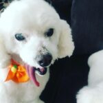 Taryn Manning Instagram - Rest In Peace my Curly. You were my last doggie of the 3 amigas, and you were such a brave girl being what you had been through and blind. I am crushed, but I am so happy I could give you a better life then you started with. I hope you’re with Penguin and Happy again. I miss you The Curl- what a gurl 😔🥺❤️ you are so loved. - thank you everyone here. 🥹 I just emerged from feeling low about happy and the curl. Lots of loss to soon. You all made me smile thank you so…