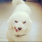 Taryn Manning Instagram - Rest In Peace my Curly. You were my last doggie of the 3 amigas, and you were such a brave girl being what you had been through and blind. I am crushed, but I am so happy I could give you a better life then you started with. I hope you’re with Penguin and Happy again. I miss you The Curl- what a gurl 😔🥺❤️ you are so loved. - thank you everyone here. 🥹 I just emerged from feeling low about happy and the curl. Lots of loss to soon. You all made me smile thank you so…