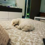 Taryn Manning Instagram - Rest In Peace my Curly. You were my last doggie of the 3 amigas, and you were such a brave girl being what you had been through and blind. I am crushed, but I am so happy I could give you a better life then you started with. I hope you’re with Penguin and Happy again. I miss you The Curl- what a gurl 😔🥺❤️ you are so loved. - thank you everyone here. 🥹 I just emerged from feeling low about happy and the curl. Lots of loss to soon. You all made me smile thank you so…