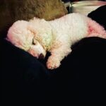 Taryn Manning Instagram - Rest In Peace my Curly. You were my last doggie of the 3 amigas, and you were such a brave girl being what you had been through and blind. I am crushed, but I am so happy I could give you a better life then you started with. I hope you’re with Penguin and Happy again. I miss you The Curl- what a gurl 😔🥺❤️ you are so loved. - thank you everyone here. 🥹 I just emerged from feeling low about happy and the curl. Lots of loss to soon. You all made me smile thank you so…