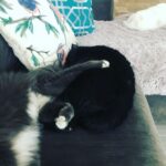Taryn Manning Instagram - I don’t know where you went but I love you and hope wherever you are you are ok. I’ll keep looking for you till the end. I hope you’re safe and cared for. #thunderbird #mycat 🧸