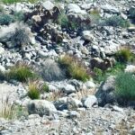 Taryn Manning Instagram - Went for a hike with @i_am_mr_richard_oberle and this happened right before our eyes #bighornsheep #wild #hiking #palmsprings #lykken #trail ☀️🥹 Palm Springs, California