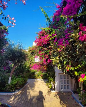 Tatiana-Laurence Delarue Instagram - Après une douce nuit sous les cymbalisations des cigales, le étoiles par milliers et les #bougainvillea plus belles dheure en heure selon la luminosité du soleil, je prend la décision de partir à l'aventure. 🧗🏼‍♀️
Il y a un grand nombre de gorges à visiter, plus incroyables les unes que les autres, si on se donne la peine de faire des randonnées de plusieurs heures, pour les découvrir. 

Mais! La Crète est magique pour ça....
Sur la route, de secrète criques ce cachent dans tous les recoins de l'île, il suffit d'oser s'y aventurer et, on peut se baigner dans l'eau des lagons transparentes, au panaché de bleu vraiment unique ...

En route pour le trekking... un joyaux m'attend !

#crete #ile #grece #beach #lagoon #sea #hikinggorge #hiking #randonnée #trekking #escalade

👼🏽💭❤️