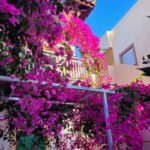 Tatiana-Laurence Delarue Instagram - Après une douce nuit sous les cymbalisations des cigales, le étoiles par milliers et les #bougainvillea plus belles dheure en heure selon la luminosité du soleil, je prend la décision de partir à l'aventure. 🧗🏼‍♀️ Il y a un grand nombre de gorges à visiter, plus incroyables les unes que les autres, si on se donne la peine de faire des randonnées de plusieurs heures, pour les découvrir. Mais! La Crète est magique pour ça.... Sur la route, de secrète criques ce cachent dans tous les recoins de l'île, il suffit d'oser s'y aventurer et, on peut se baigner dans l'eau des lagons transparentes, au panaché de bleu vraiment unique ... En route pour le trekking... un joyaux m'attend ! #crete #ile #grece #beach #lagoon #sea #hikinggorge #hiking #randonnée #trekking #escalade 👼🏽💭❤️