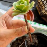 Ter Instagram - del 0 al 10 cuánta gracia os haría q hiciera un vídeo hablando sobre mi faceta de jardinera? 👀😍🍀💚🌱🪴 (solo hay una respuesta correcta😠)