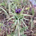 Ter Instagram - las plantas son más antiguas q los animales :OOO rollo cientos de millones de años más antiguas