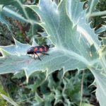 Ter Instagram - las plantas son más antiguas q los animales :OOO rollo cientos de millones de años más antiguas