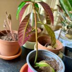 Ter Instagram - del 0 al 10 cuánta gracia os haría q hiciera un vídeo hablando sobre mi faceta de jardinera? 👀😍🍀💚🌱🪴 (solo hay una respuesta correcta😠)