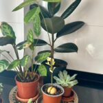 Ter Instagram - del 0 al 10 cuánta gracia os haría q hiciera un vídeo hablando sobre mi faceta de jardinera? 👀😍🍀💚🌱🪴 (solo hay una respuesta correcta😠)