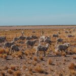 Tere Kuster Instagram – La reserva Natural Estancia San Lorenzo se encuentra dentro del área natural protegida Península Valdés a 160 km de la ciudad de Puerto Madryn, provincia de Chubut, Patagonia Argentina.

Sobre sus costas hay una colonia de más de 600.000 pingüinos de Magallanes 🐧🖤